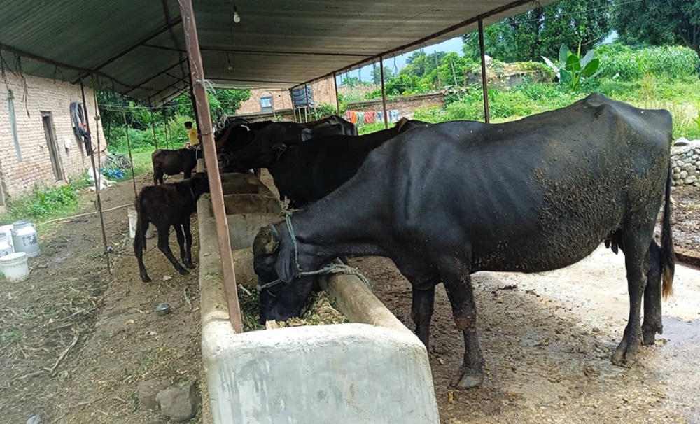 विदेश छोडेर पशुपालनमा रमाउँदै पूर्णबहादुर   