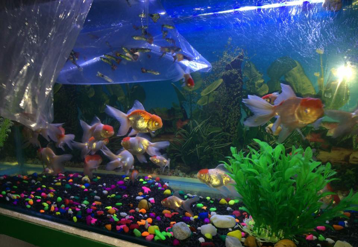 आनन्द दिने अक्‍वारियम