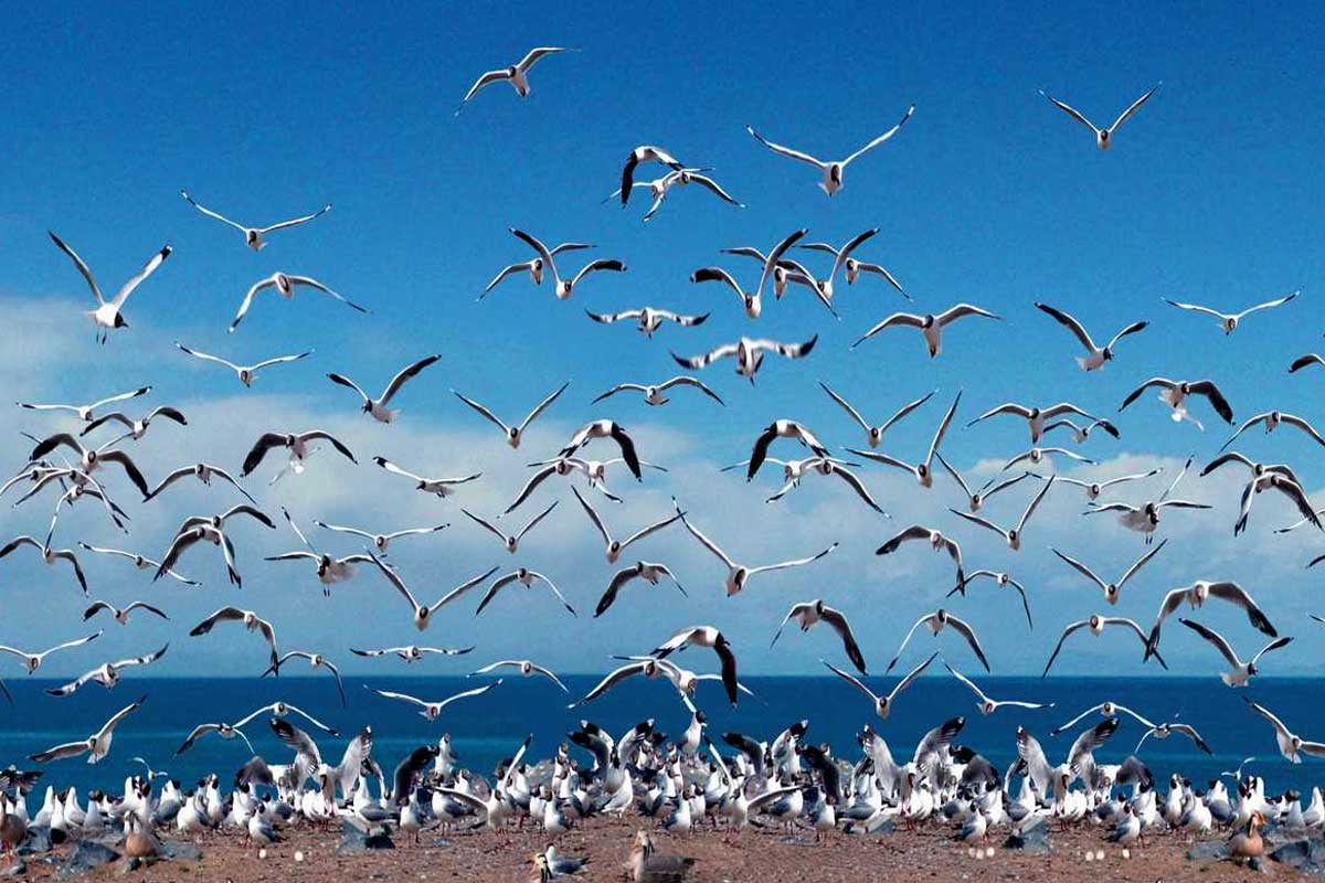 चीनको सबैभन्दा ठूलो ‘नूनिलो ताल’मा जल पंक्षीको संख्या बढ्यो