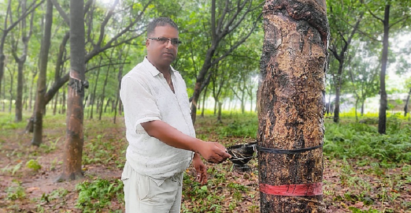 जहाँ रुखमा फल्छ रबर