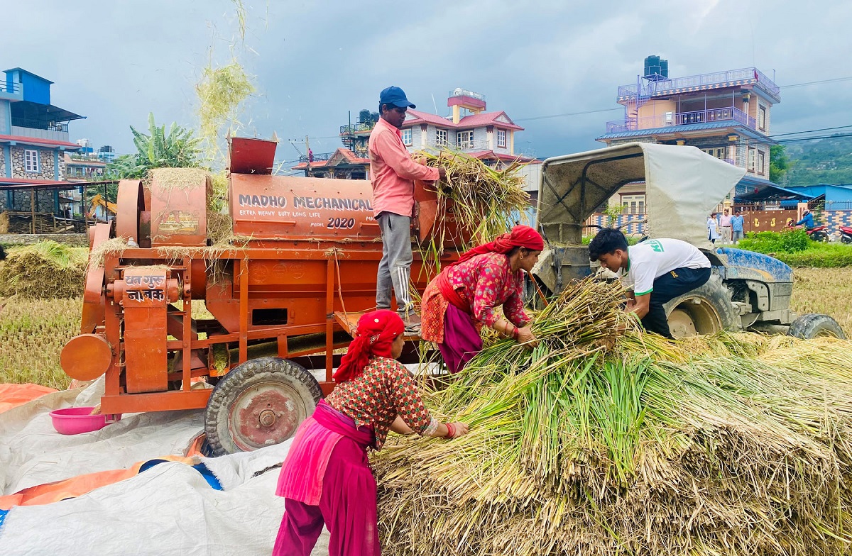 चैते धान भित्र्याउँदै किसान