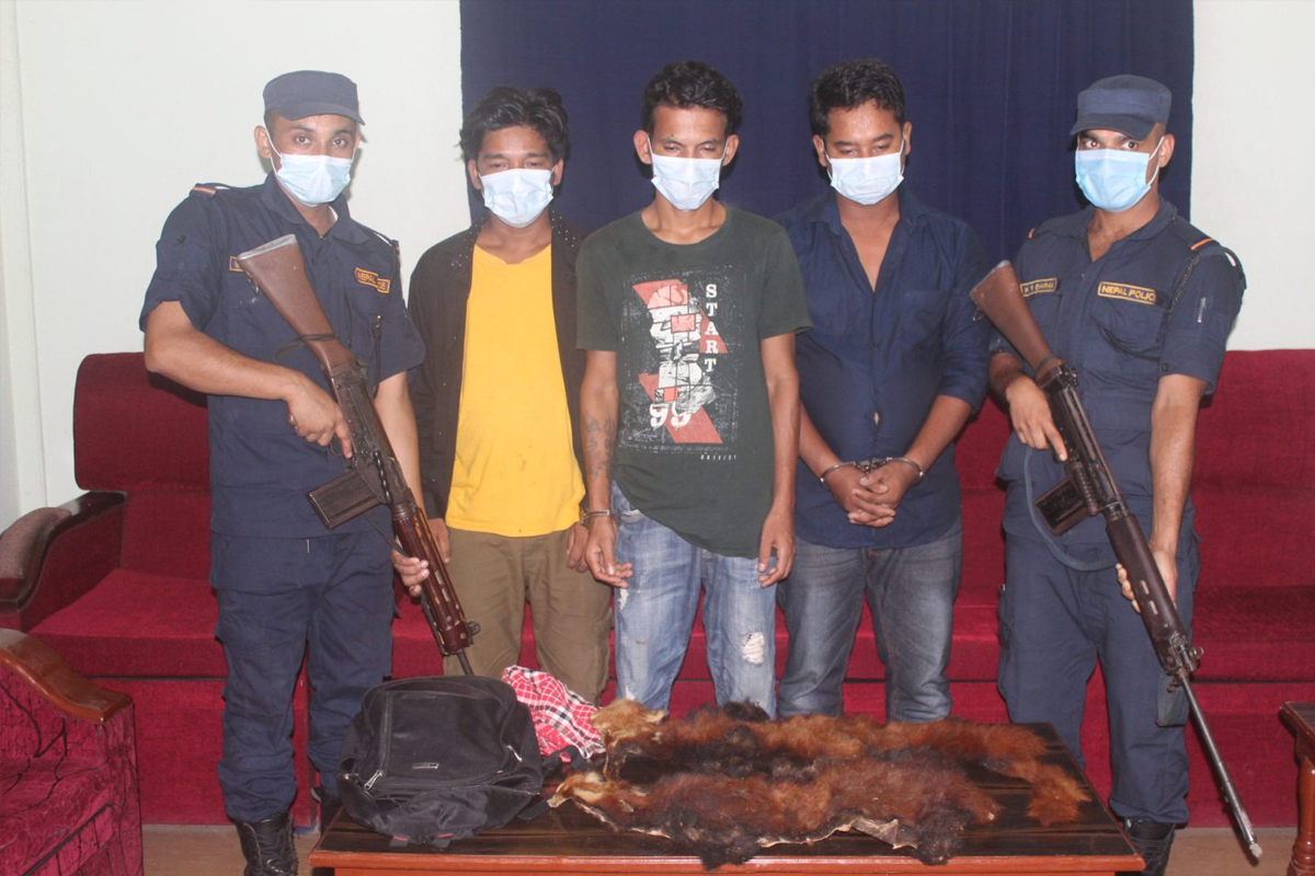 रेडपाण्डाको छालासहित तीन जना पक्राउ