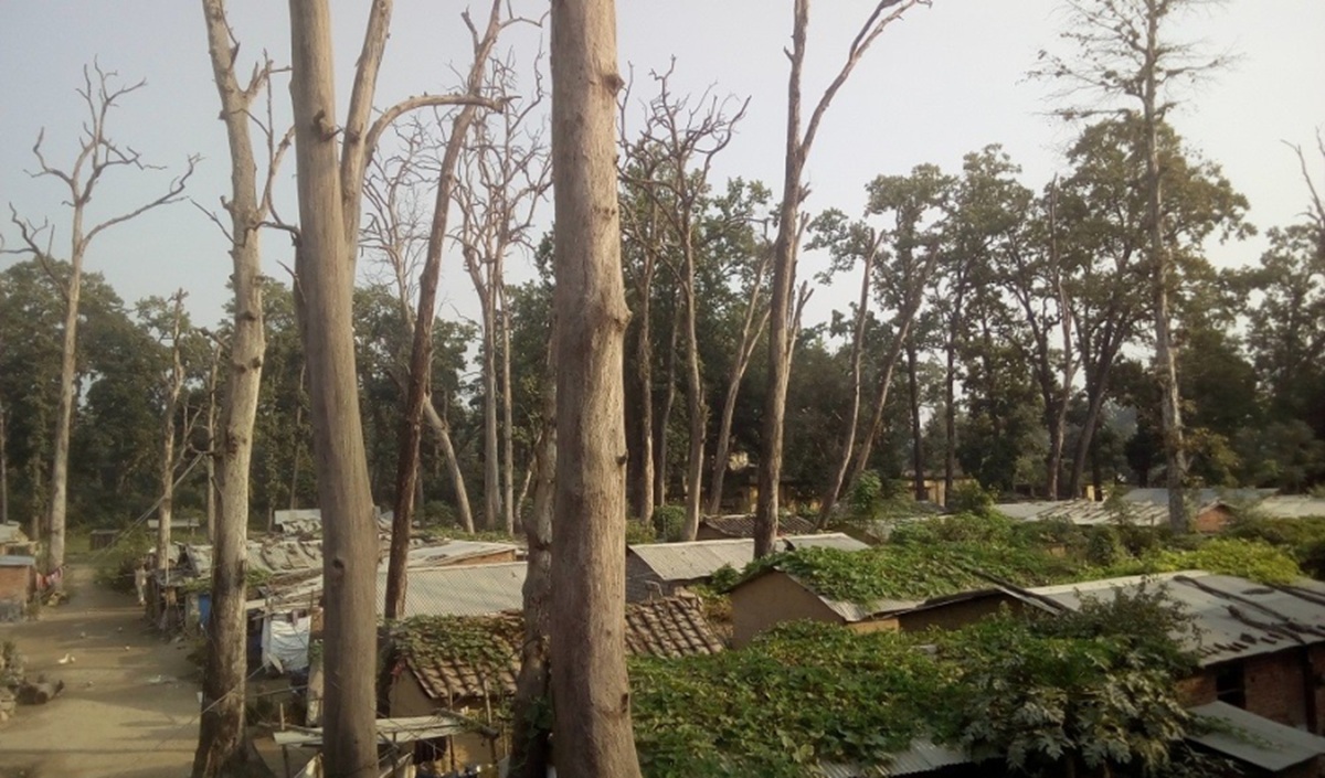 सुकेका रुखले बस्तीमा जोखिम बढाउँदै