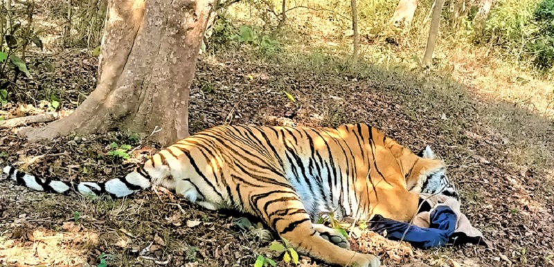 चितवन कसरामा लैजानका लागि नियन्त्रणमा लिएको पाटेबाघ 