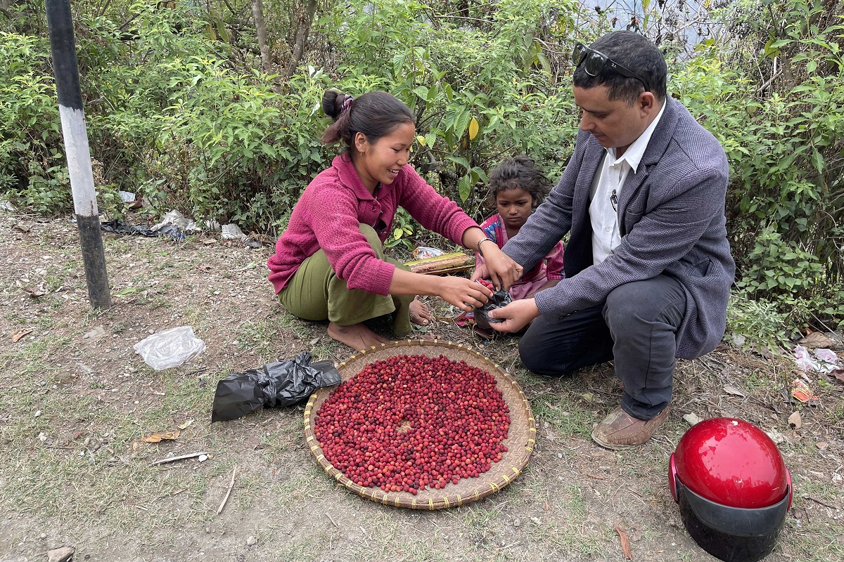 सडक छेउमा काफल किन्दै बटुवा