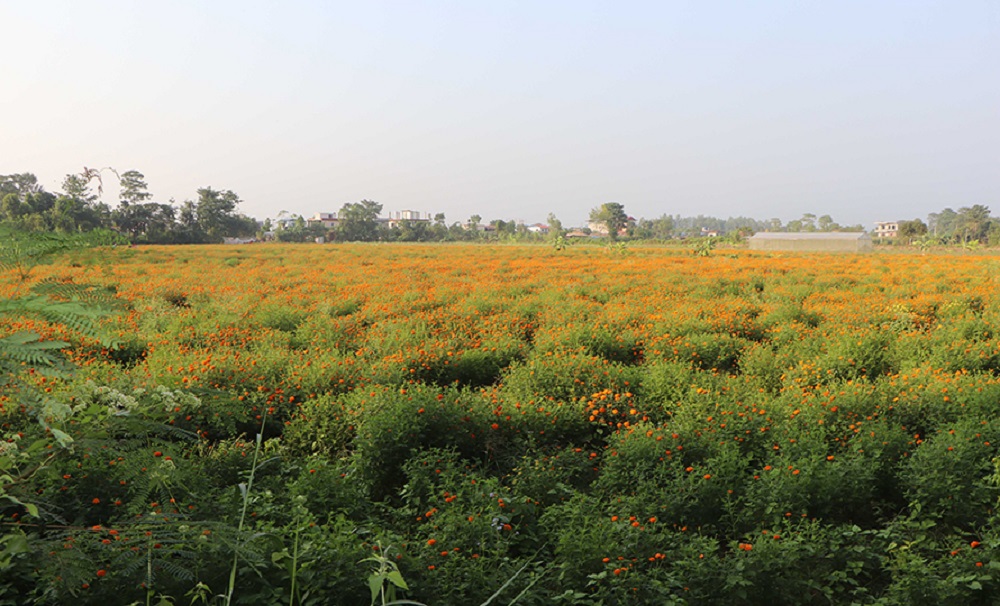 फूलखेतीमा रमाउँदै युवा कृषक