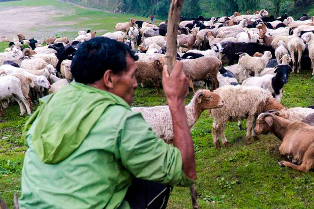 जुम्लामा गोठालो भत्ताका लागि २६५ किसानको आवेदन