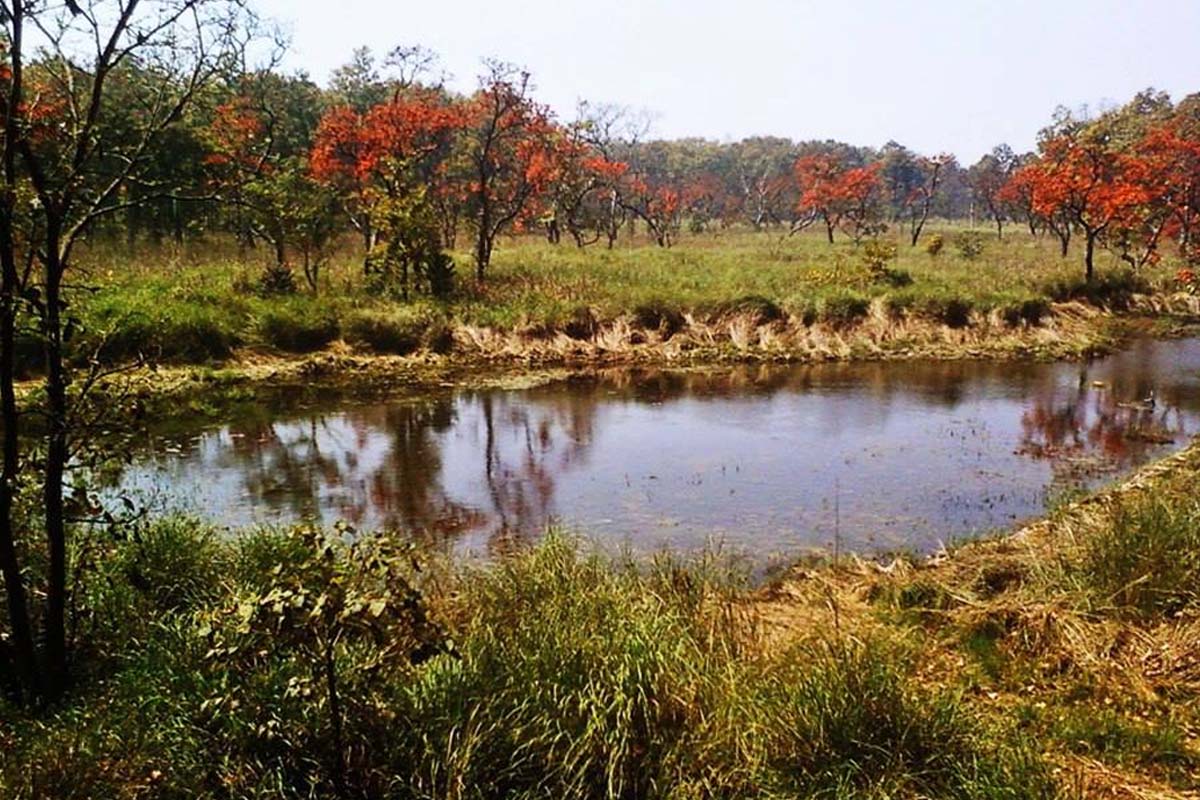 शुक्लाफाँटा बन्दैछ दुर्लभ वन्यजन्तुको आश्रयस्थल