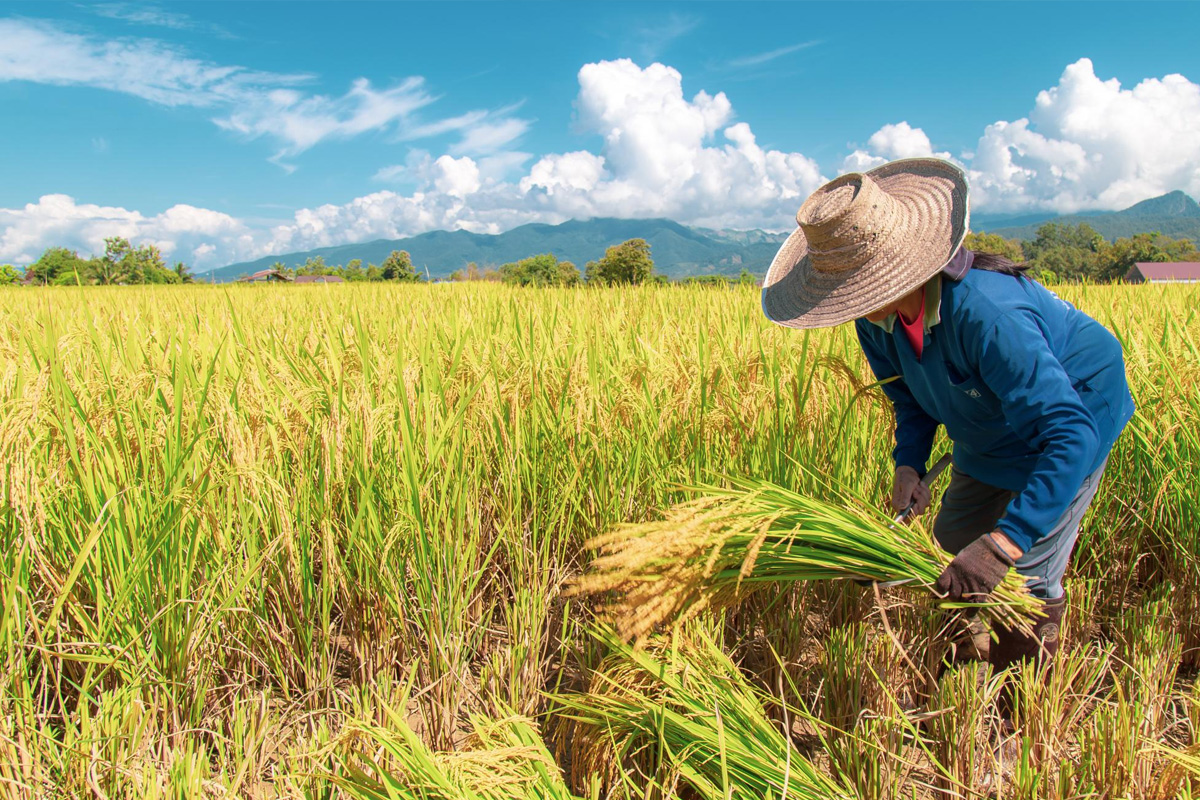दक्षिण कोरियाको धान खेती गर्ने क्षेत्रफल घट्दो