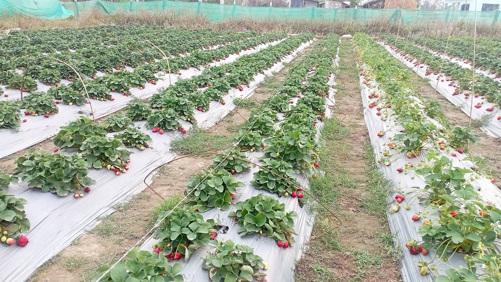 स्ट्रबेरी खेतीमा रमाउँदै काभ्रेका मुक्ति