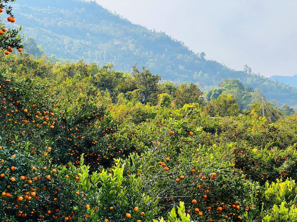 कोदो, मकै फल्ने बारीभरि लटरम्म सुन्तला, यसपालि बिक्री भयो १५ लाखको