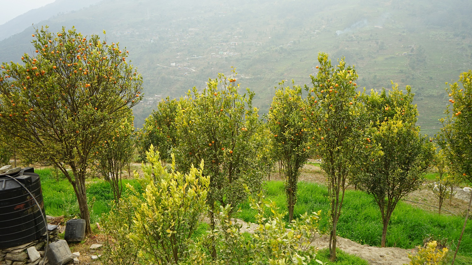 सुन्तलामा तापक्रम वृद्धिको असर कस्तो पर्दैछ ?