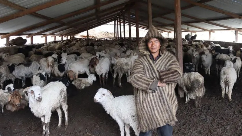 सहरभन्दा भेडीगोठ नै प्यारो