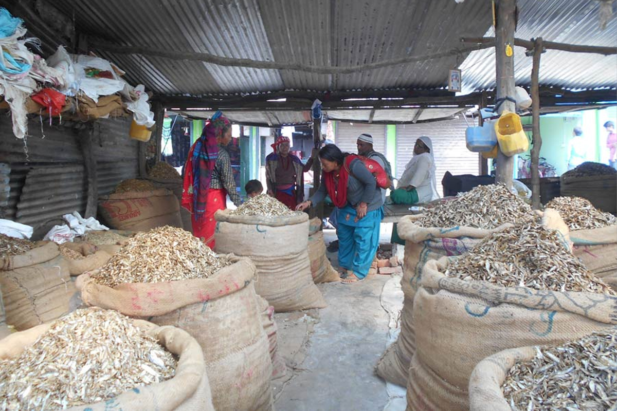 चन्द्रौटामा फस्टायो सिद्राको व्यापार