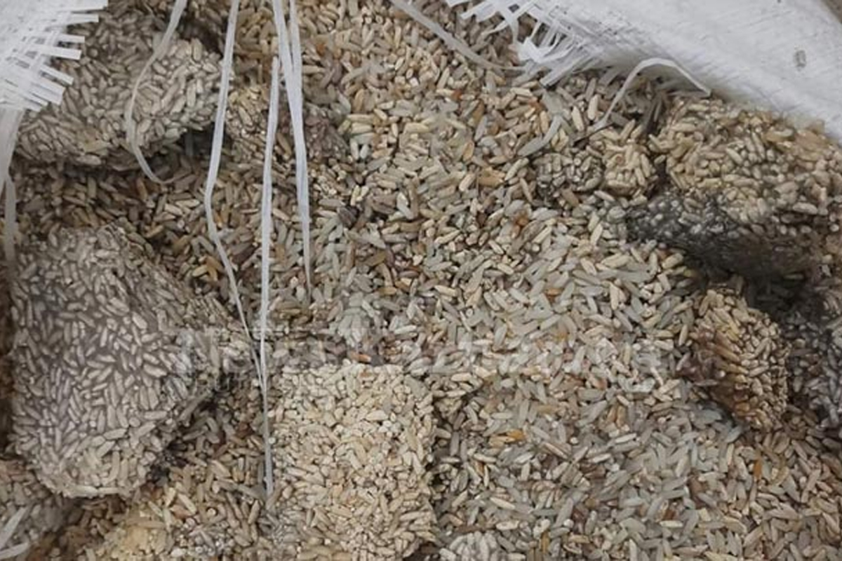 वितरण गर्न ल्याइएको चामल गोदाममै कुहियो