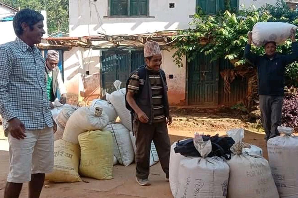 अन्नबालीको बीउ किन्ने भेरी अब निर्याततिर