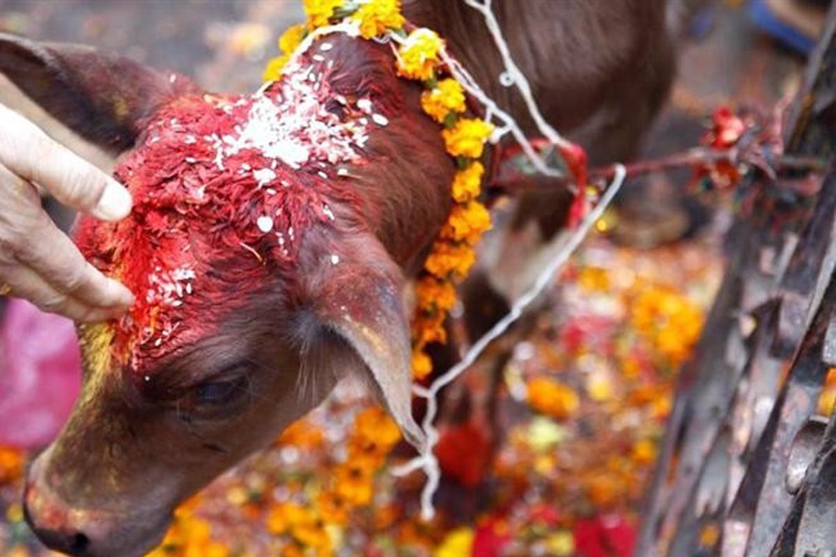 आज गाई, गोरु, गोवर्द्धन र हलि पूजा