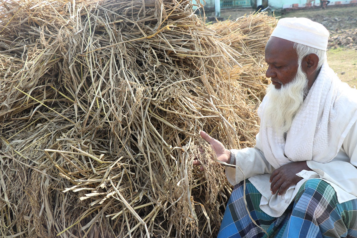 वर्षाले धान नष्ट गर्‍यो, अब परिवार कसरी पाल्ने?