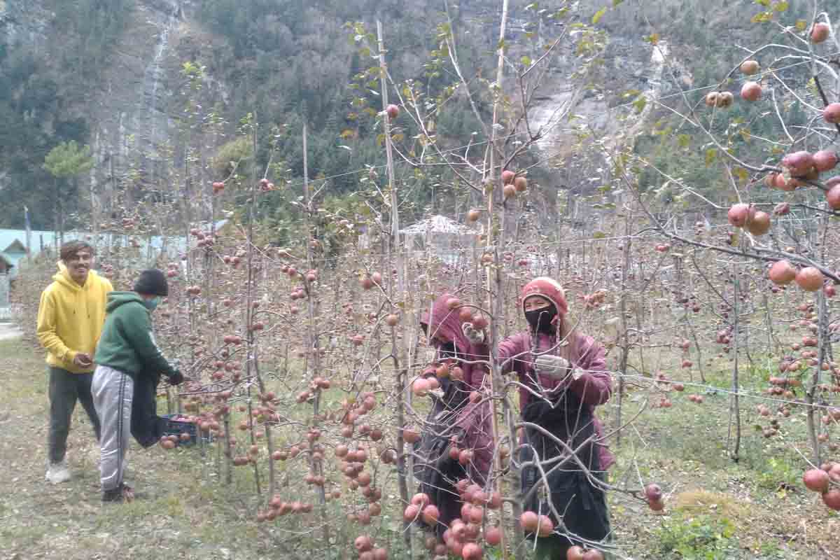 मनाङमा स्याउ उत्पादन १० प्रतिशतले वृद्धि हुने