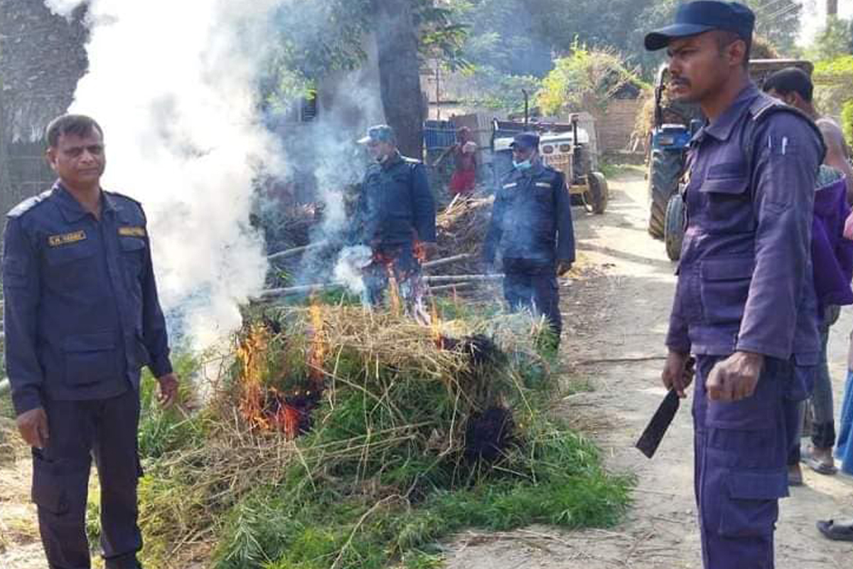 प्रहरीले नष्ट गर्‍यो पाँच हजार गाँजाका बोट