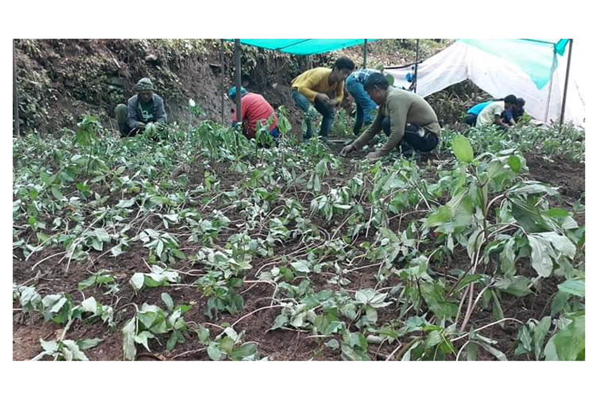 लोपोन्मुख जडीबुटी सतुवा खेतीमा युवाको आकर्षण
