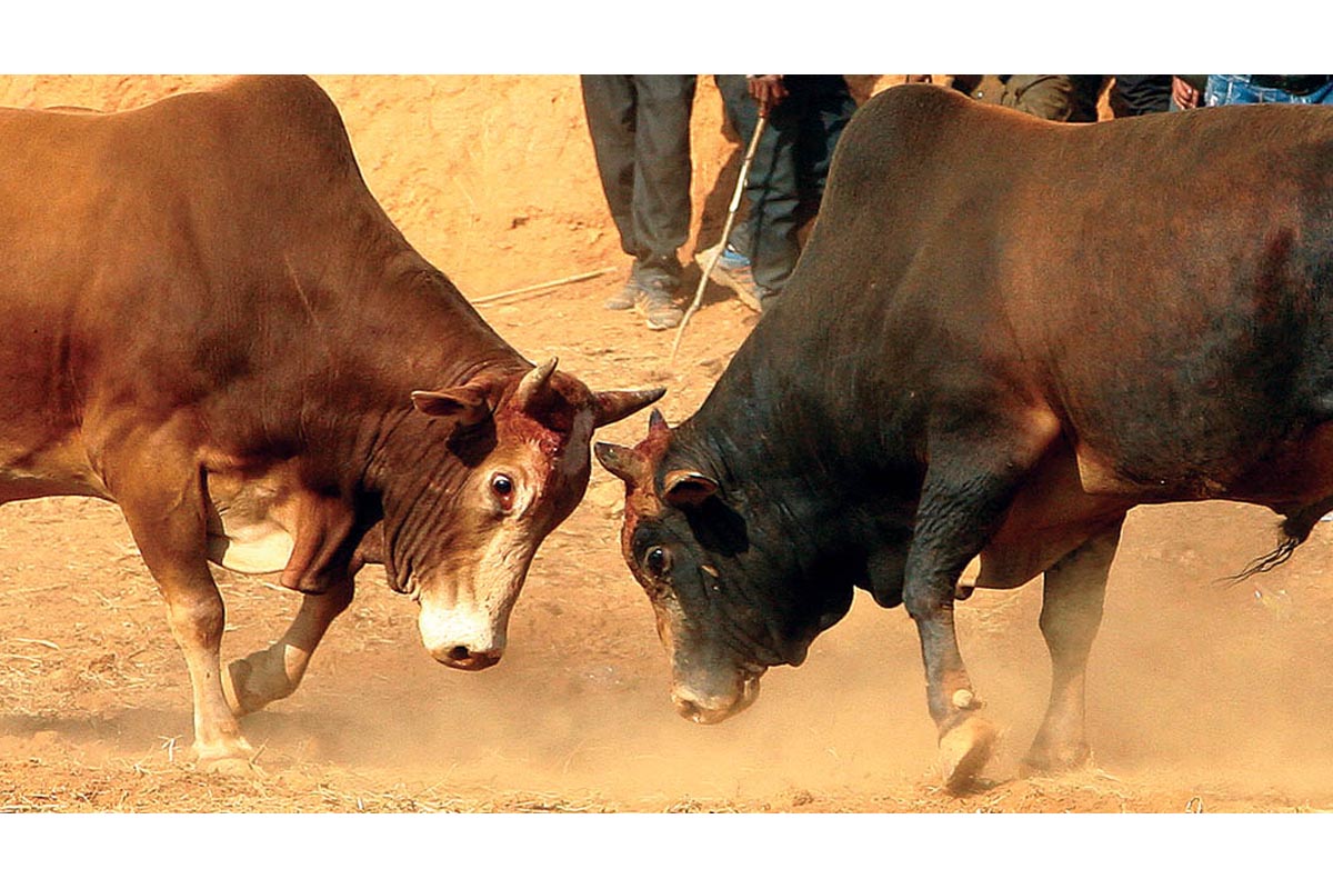 माघे संक्रान्तिमा यसपालि गोरु नजुधाइने
