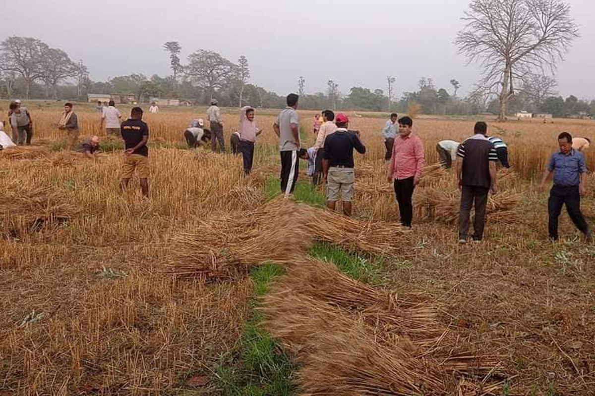 विप्लव नेकपाको बैठक : चुनावबारेको चर्को बहसपछि गहुँ काट्न निस्के नेता