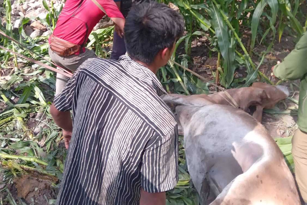 पुलबाट खसेर पाँच खच्चड मरे
