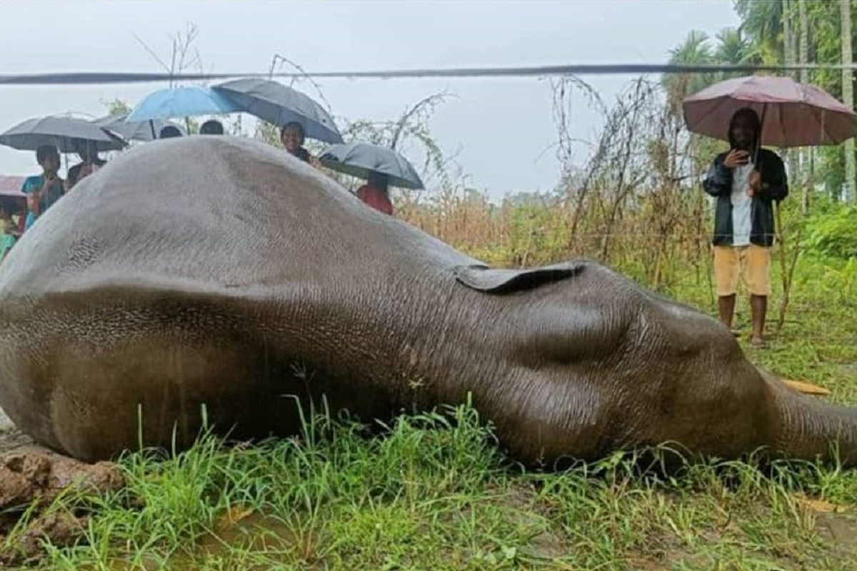 झापामा हात्ती मृत फेला