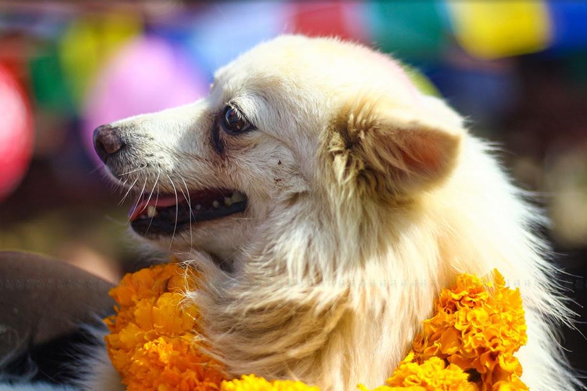 आज नरक चतुर्दशी, कुकुर तिहार मनाइँदै