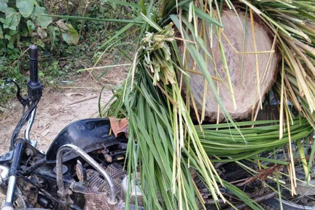 कञ्चनपुरमा भारतबाट ल्याइएको अवैध काठ बरामद