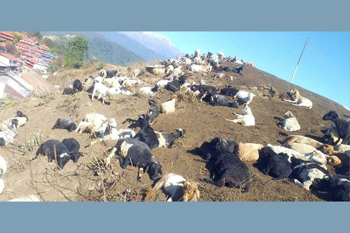 चिसो बढेसँगै बेँसी झारिँदै भेँडा