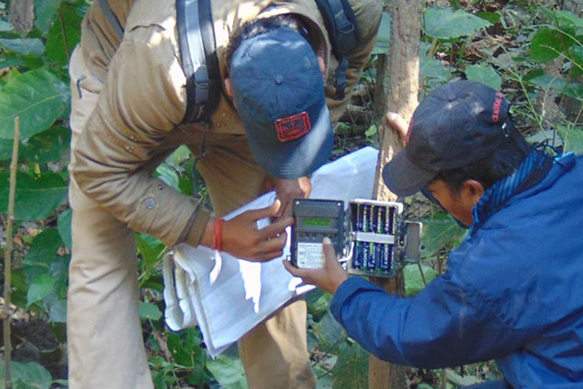 हिंस्रक वन्यजन्तु पहिचान गर्न चितवन राष्ट्रिय निकुञ्जमा क्यामेरा ट्यापिङ
