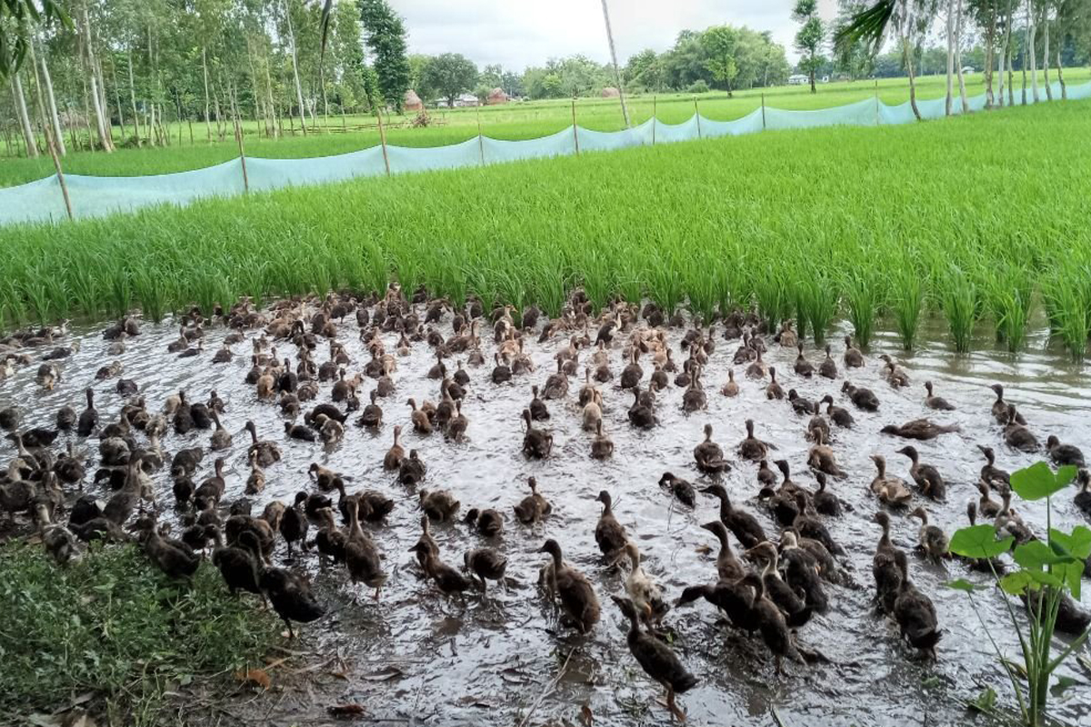 हाँसलाई धान गोडाउने किसान