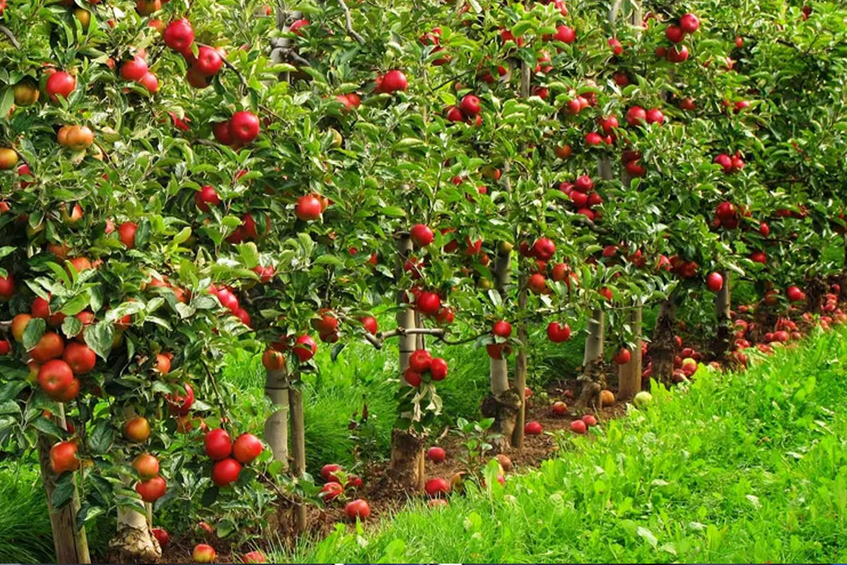 स्याउका बिरुवा बिक्री नहुँदा जलाएर नष्ट