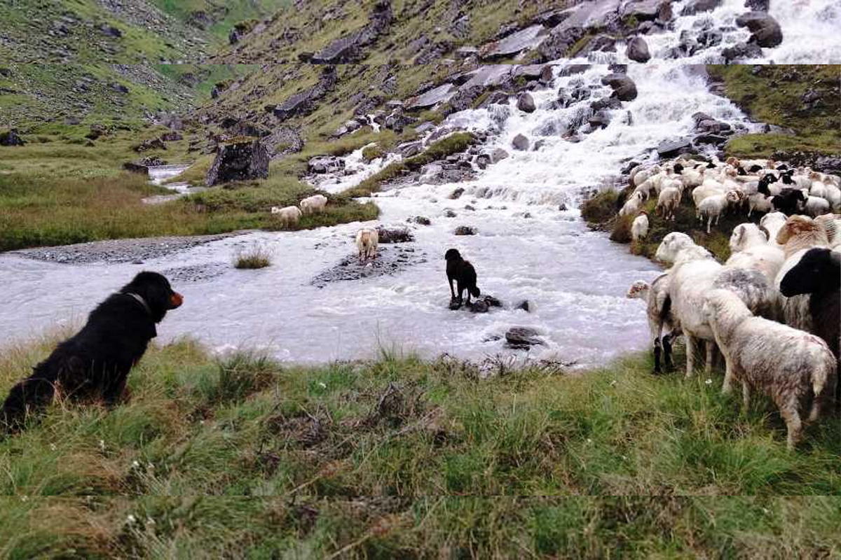कुकुर तिहार : गाउँमा गोठालाका भर, सहरमा रहर