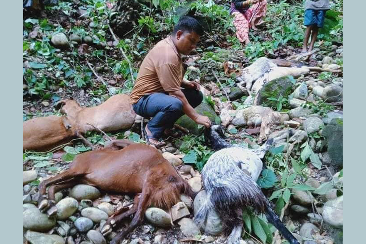 कैलालीमा बाघ आयो, चर्दै गरेका बाख्रा खायो