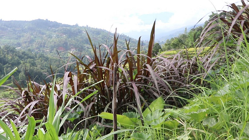 नुवाकोटमा लगाइएको अमेरिकी रातो घाँस