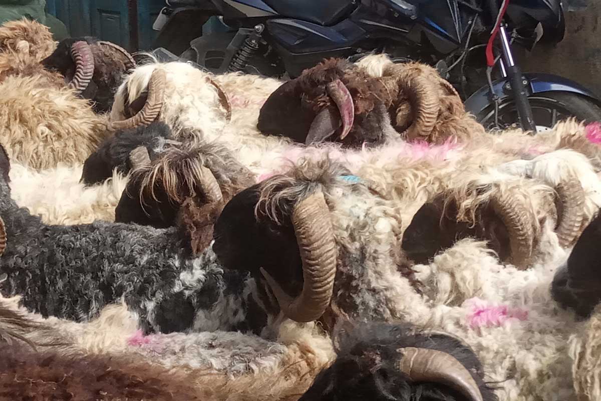 जुम्लामा एउटै भेडाको मूल्य ४५ हजार