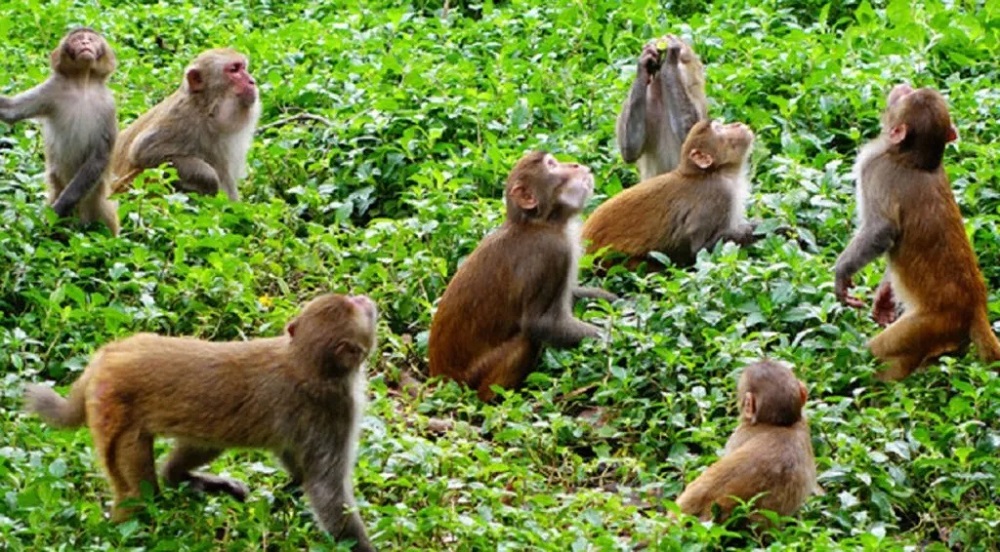 बाँदरले हैरान पारेपछि विकल्पमा बेसार खेती