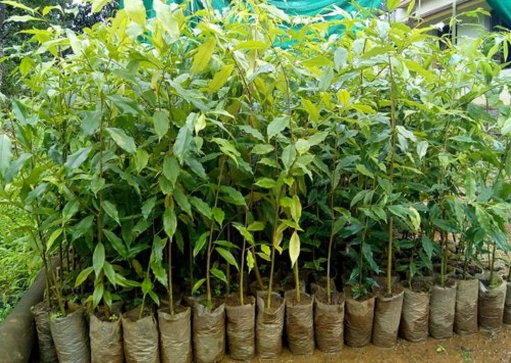 कृषिबाट लाखौं कमाउँदै ९० वर्षे गुरुङ