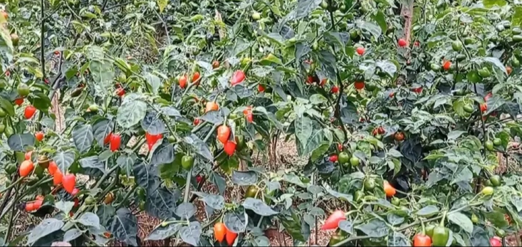 भोजपुरको अकबरे खुर्सानी काठमाडौंमा