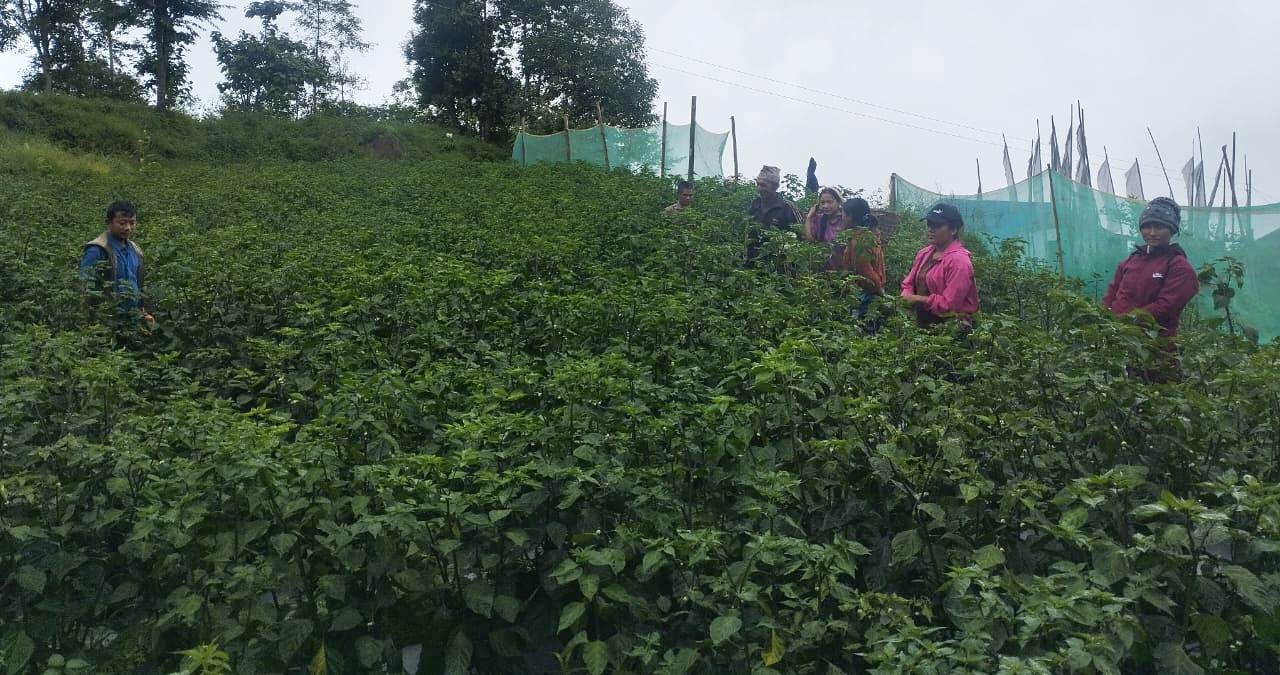 व्यावसायिक रुपमा अकबरे खुर्सानी खेती गर्दै किसान