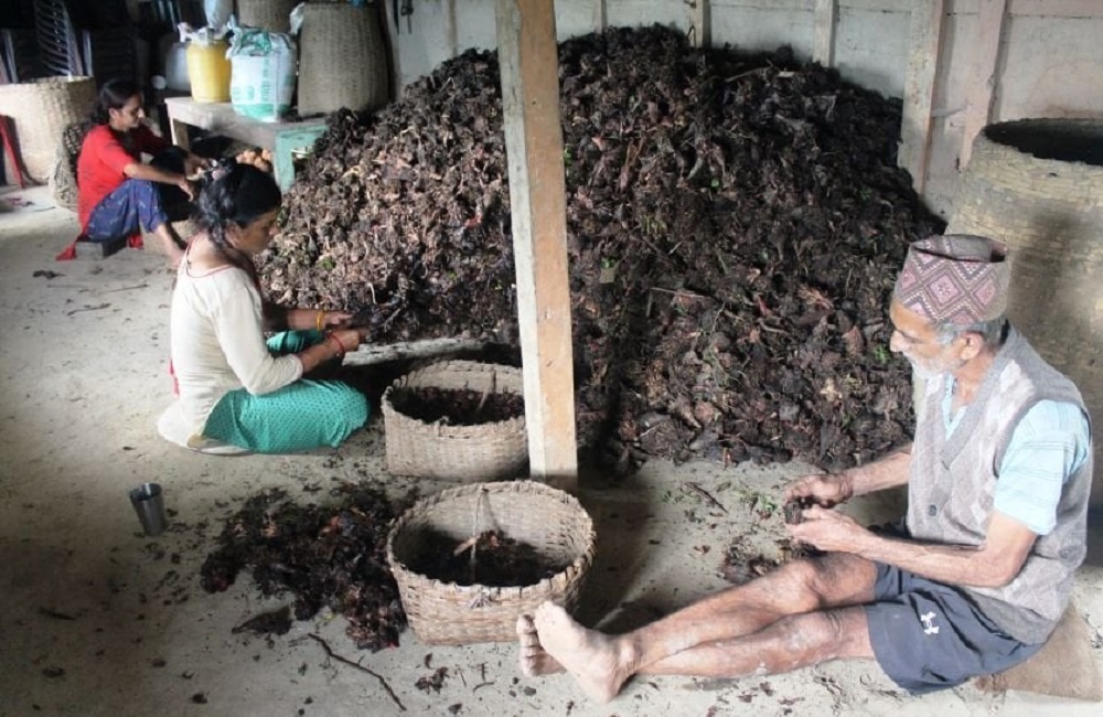 अलैँची उत्पादनमा वृद्धि, एकै वर्षमा छ करोडको कारोबार