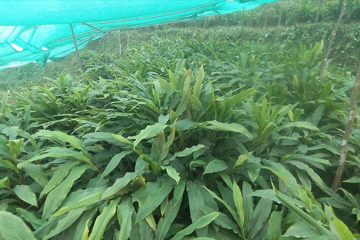 खोलाको किनारदेखि आँगनसम्मै अलैँची, नर्सरीमा २५ लाख बिरुवा