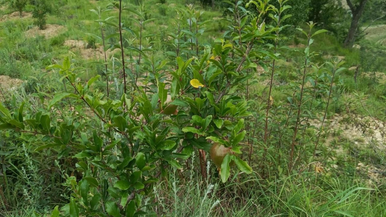 डडेल्धुरामा व्यावसायिक अनारखेतीबाट ५० लाख आम्दानी गर्ने लक्ष्य