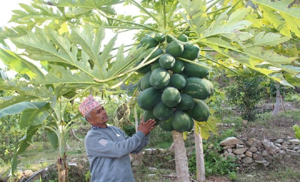 मेवा बेचेर मासिक डेढ लाख आम्दानी गर्दै मन्थलीका 'अनारबाजे'