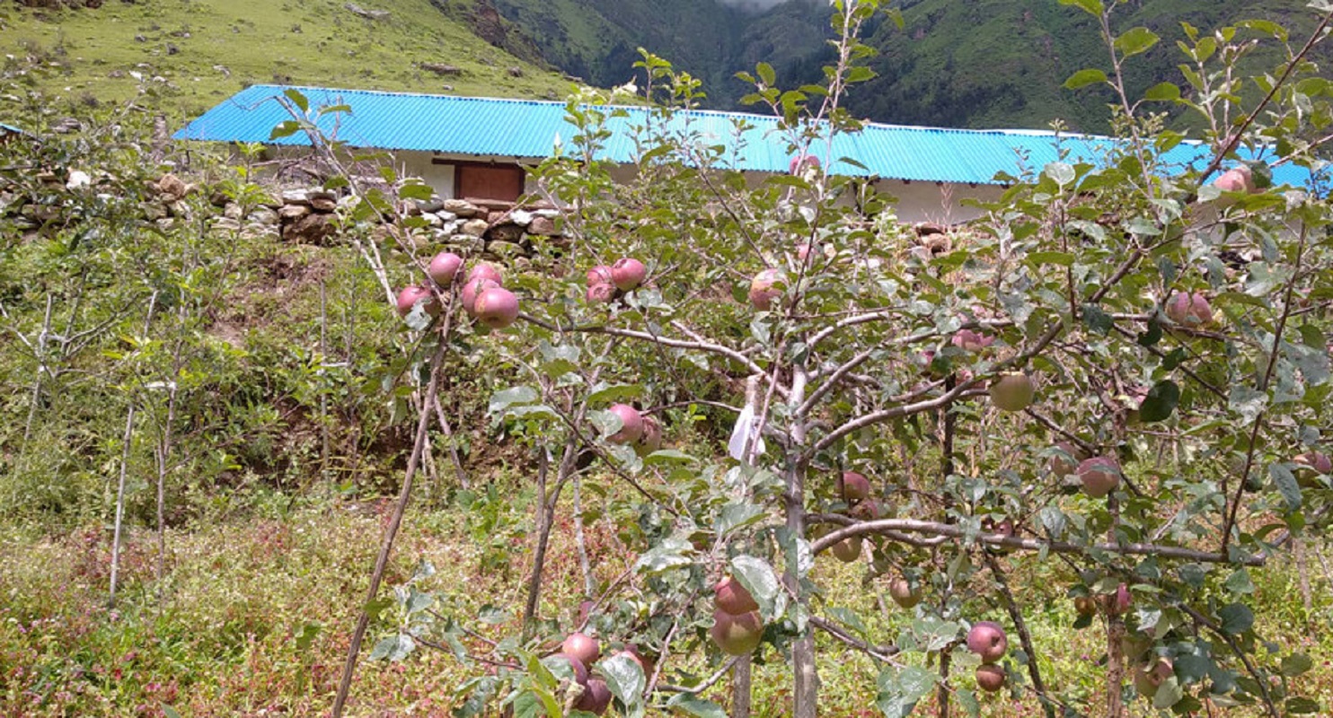 इटालियन प्रजातिको स्याउबाट एक वर्षमै उत्पादन