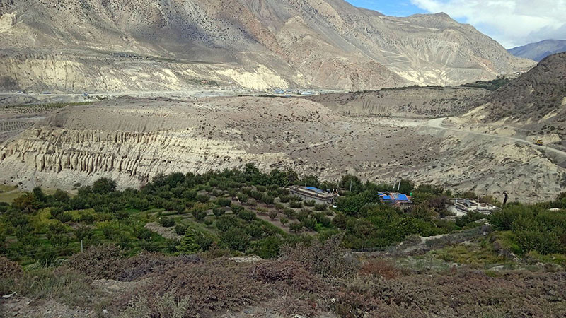 पालुवा पलाउनुअघि स्याउ बगैंचा काँटछाँट गर्दै मुगाली किसान