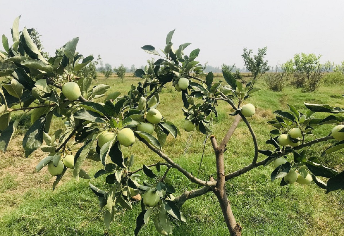 तराईको गर्मीमा लटरम्म स्याउ फलेपछि...